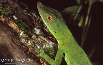 Media type: image;   Herpetology R-156842 Description: Photo of animal in life, taken in the field by Dr. Kenneth Ichiro Miyata. A slide of the photo was scanned in 2012 by Melissa Wooley.;  Aspect: lateral